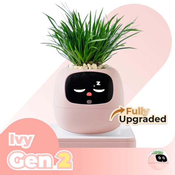 Ivy | Desk Plant Pet