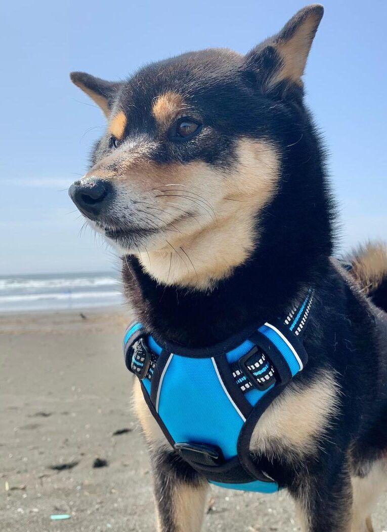 Classic Fit No Pull Dog Harness