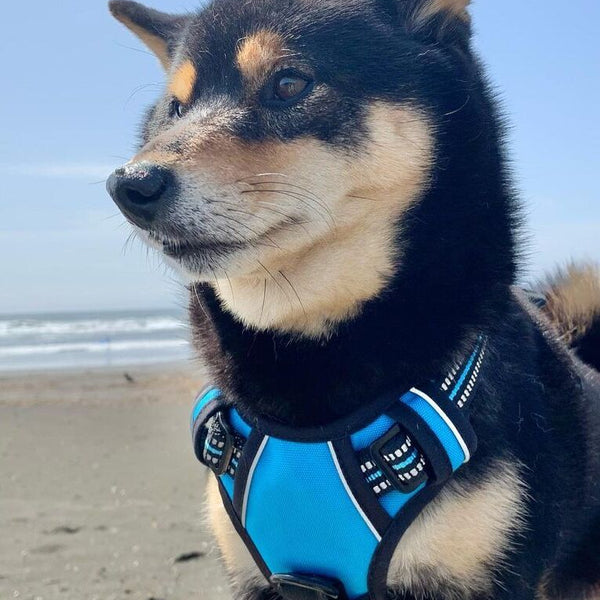 Classic Fit No Pull Dog Harness