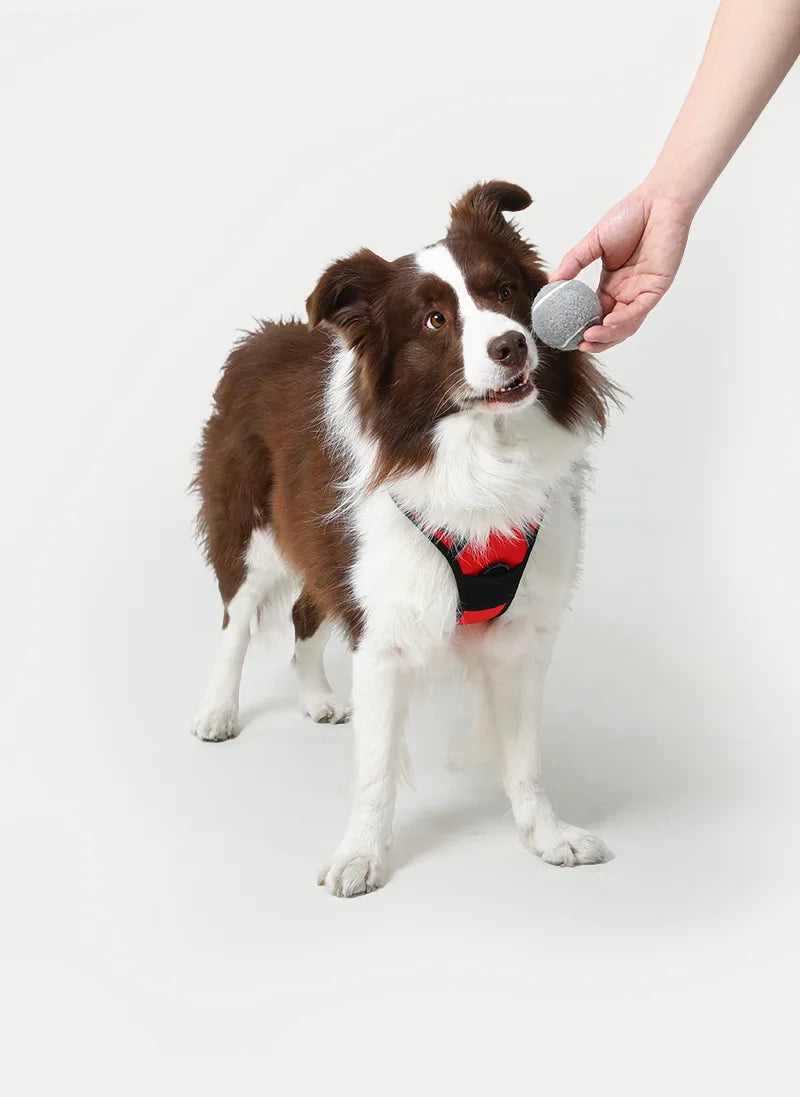 Classic Fit No Pull Dog Harness