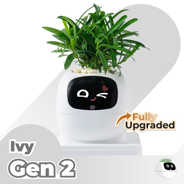 Ivy | Desk Plant Pet