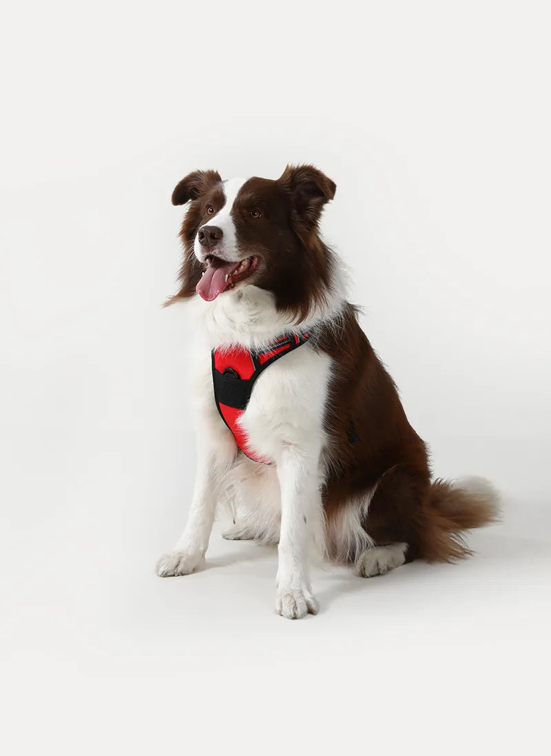 Classic Fit No Pull Dog Harness