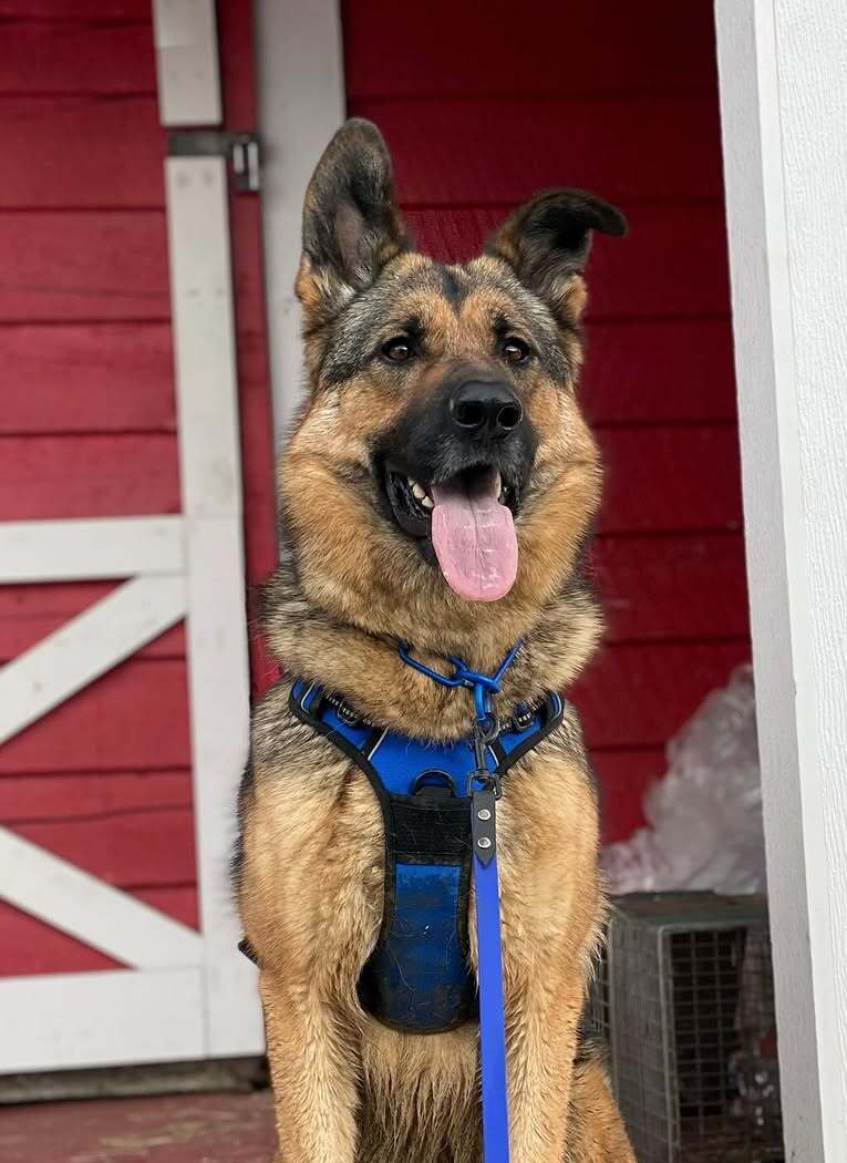 Classic Fit No Pull Dog Harness