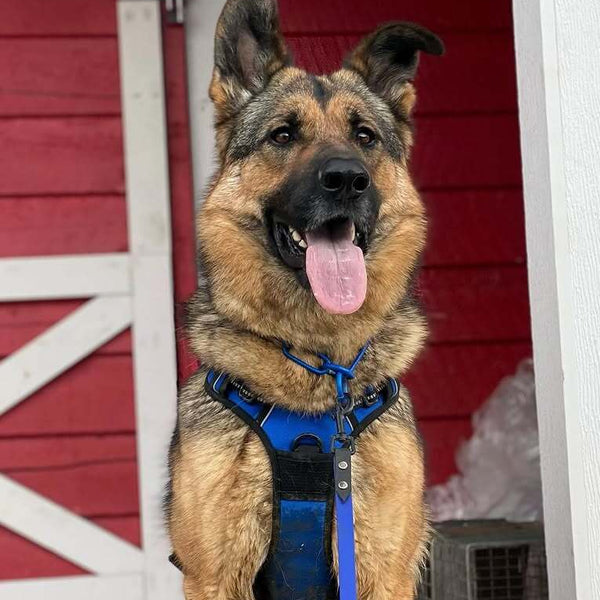 Classic Fit No Pull Dog Harness