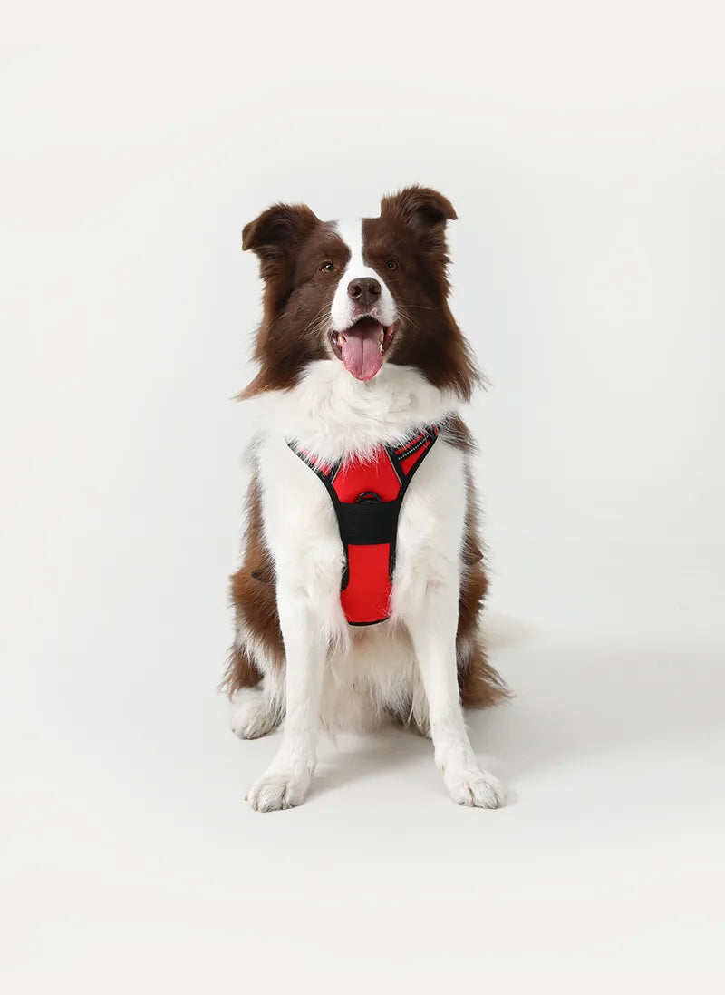 Classic Fit No Pull Dog Harness