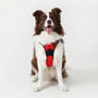 Classic Fit No Pull Dog Harness