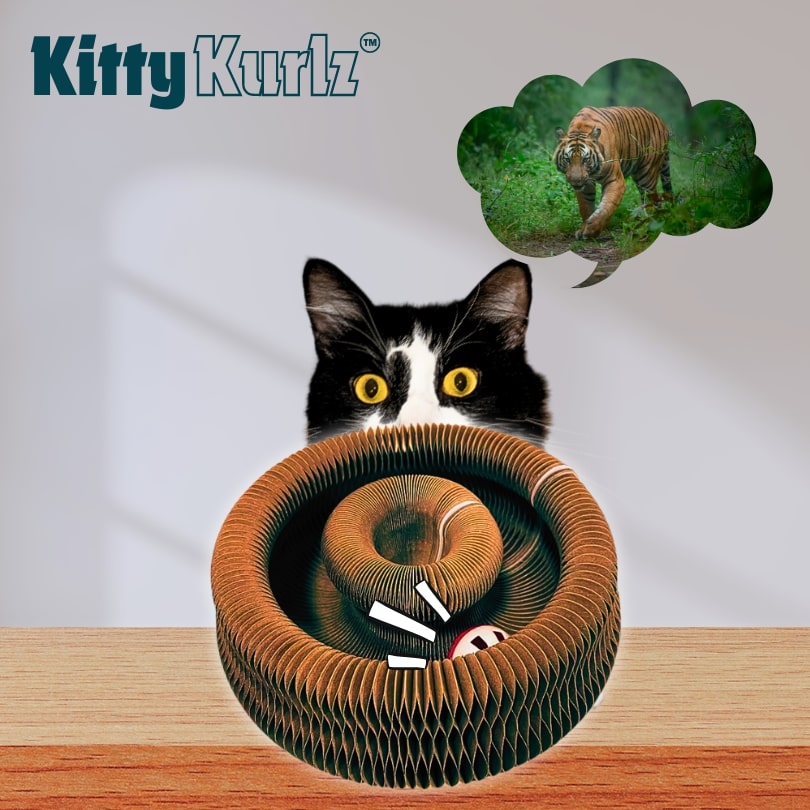 Kitty Kurlz Keeps Cats Entertained with Endless Fun