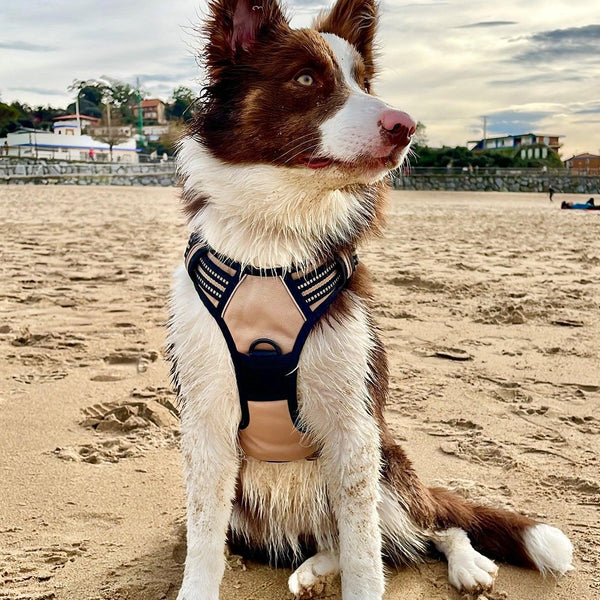 Classic Fit No Pull Dog Harness