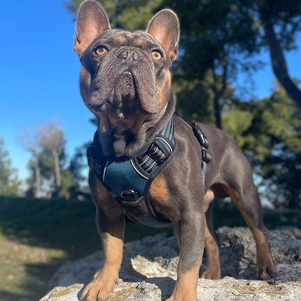 Classic Fit No Pull Dog Harness