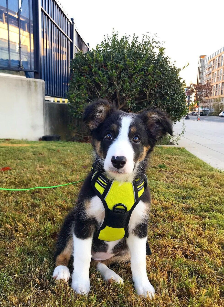 Classic Fit No Pull Dog Harness