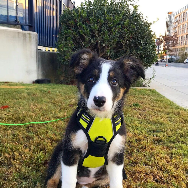 Classic Fit No Pull Dog Harness