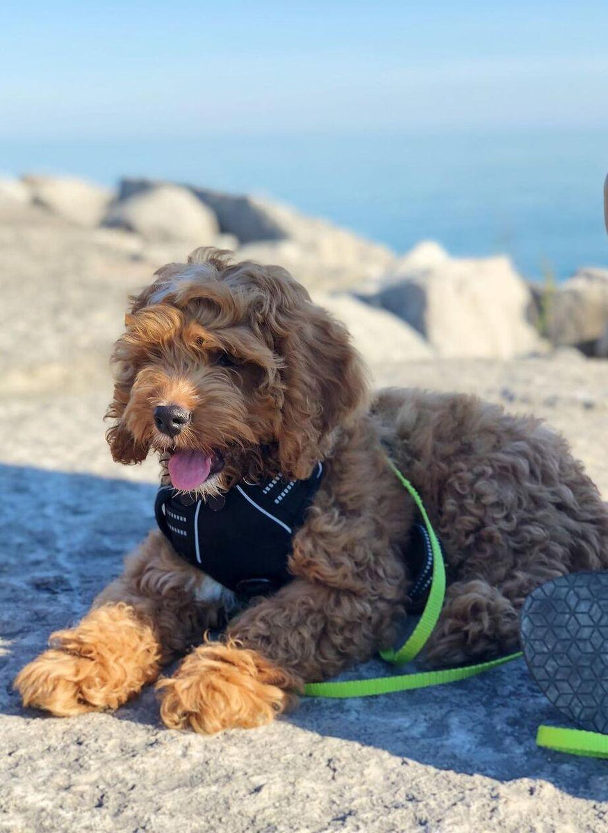 Classic Fit No Pull Dog Harness