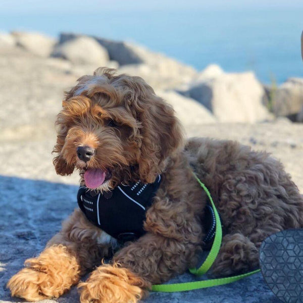 Classic Fit No Pull Dog Harness