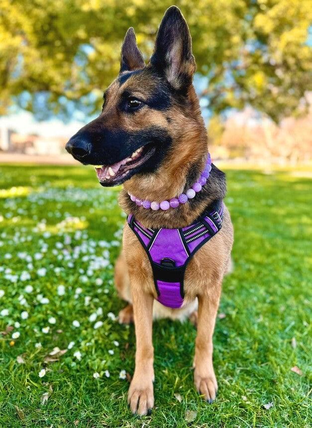 Classic Fit No Pull Dog Harness