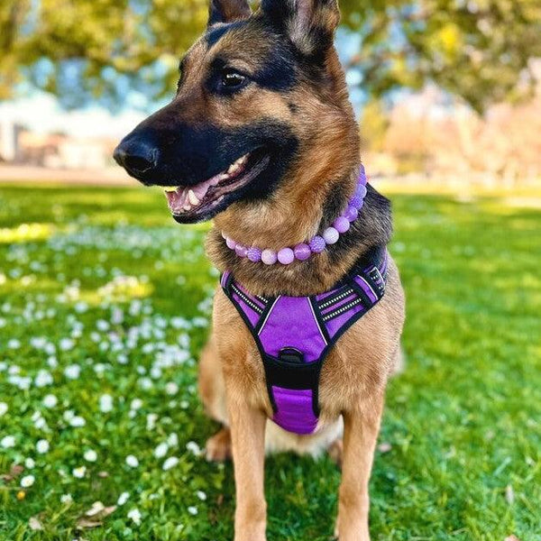 Classic Fit No Pull Dog Harness