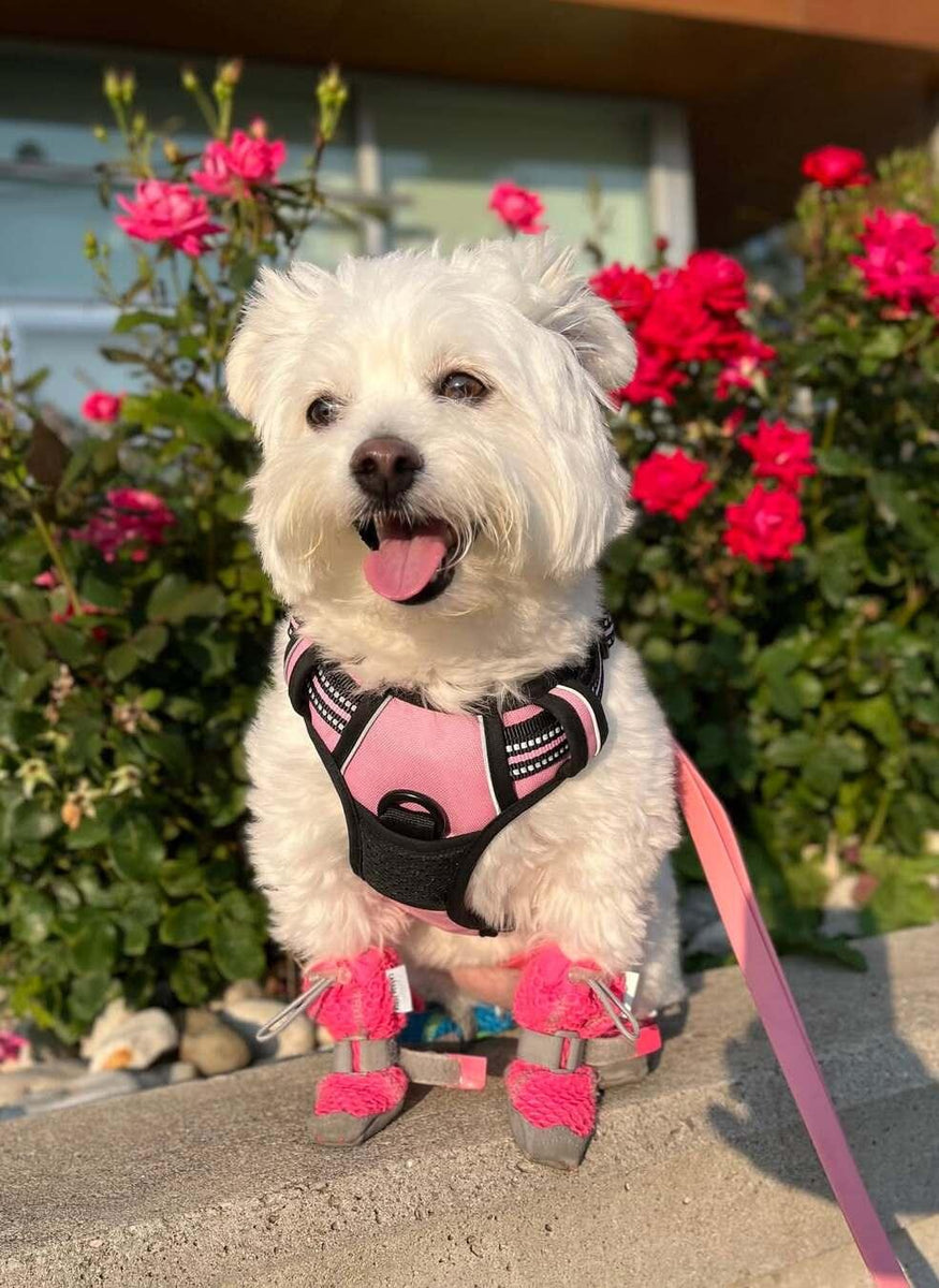 Classic Fit No Pull Dog Harness