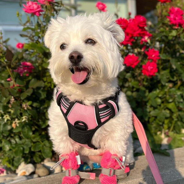 Classic Fit No Pull Dog Harness