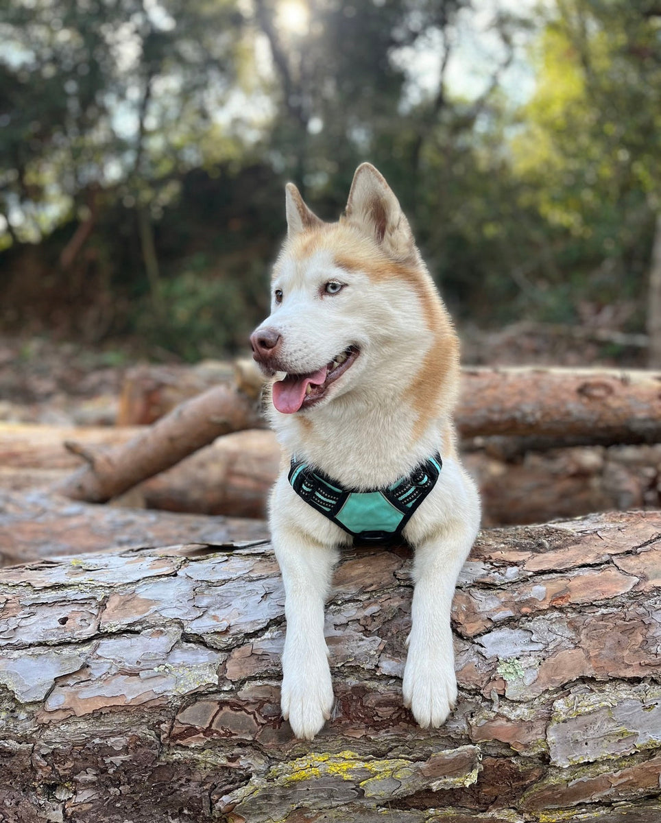 Classic Fit No Pull Dog Harness