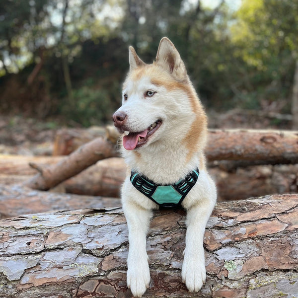 Classic Fit No Pull Dog Harness